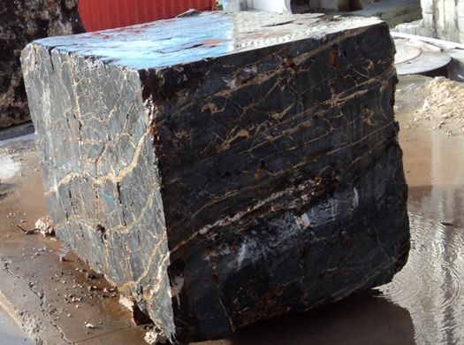 Golden Coral Saw Cut