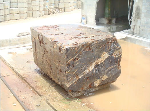 Golden Coral Saw Cut
